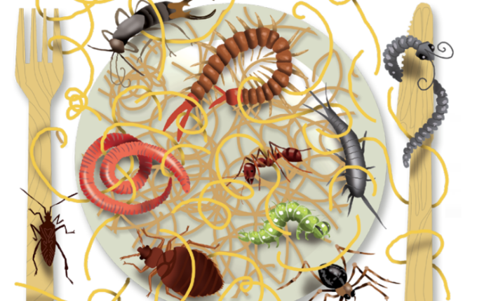 Vermicelli