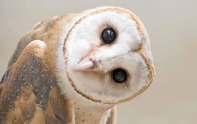 Dierennamen