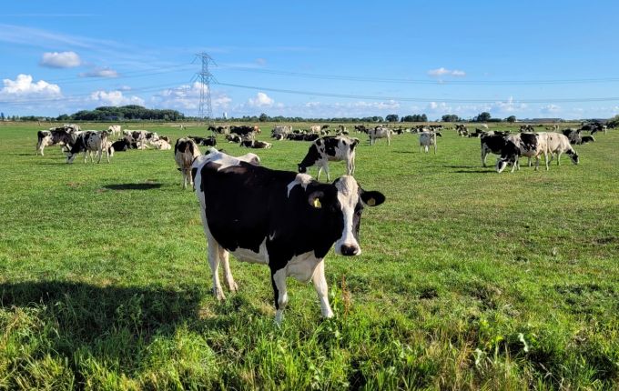 hun / hen | Genootschap Onze Taal